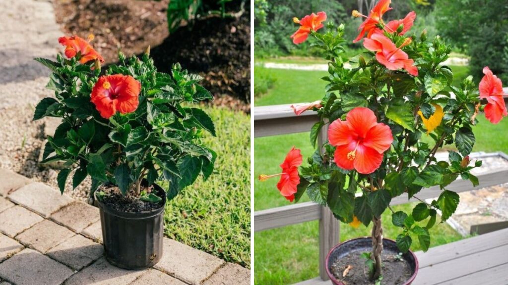 17 Stunning Types of Hibiscus Flowers You Can Grow in Your Garden