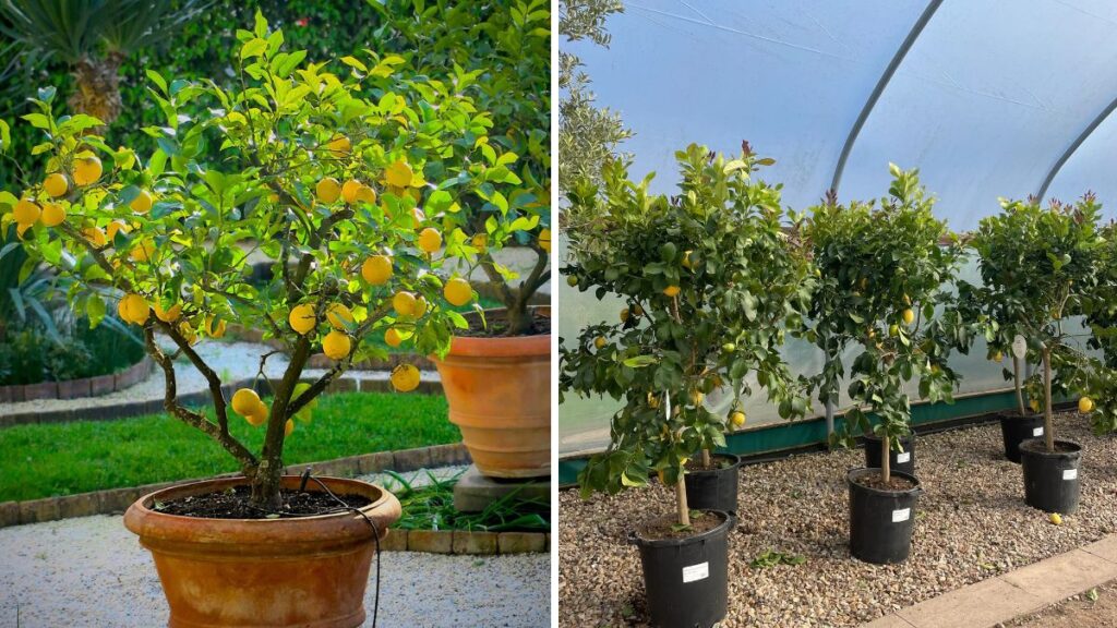 How to Grow Lemon Trees in Pots: Complete Care Tips for Healthy, Fruitful Plants