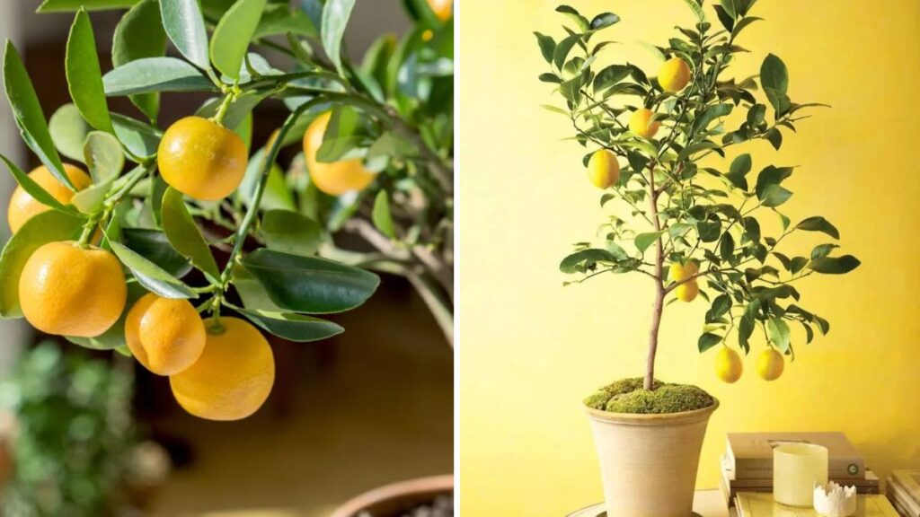 How to Grow a Healthy Lemon Tree: Complete Care Tips for Blossoming and Fruiting