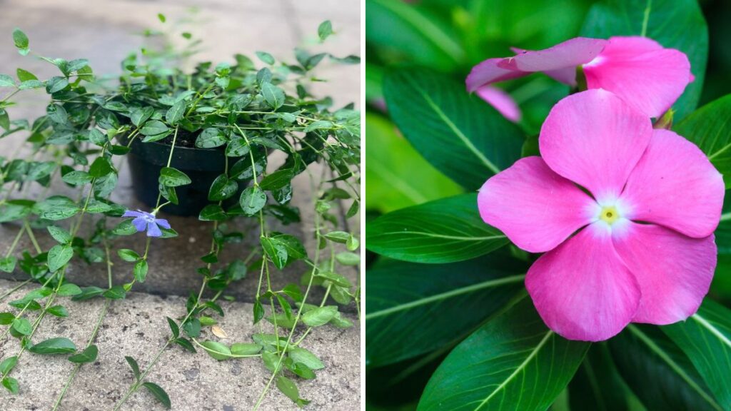 How to Grow Vinca (Periwinkle) from Seeds: Complete Guide with Care Tips & Updated Videos