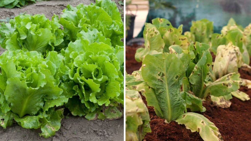 Grow Fresh, Crisp Lettuce at Home – Ultimate Guide for Beginners and Gardeners