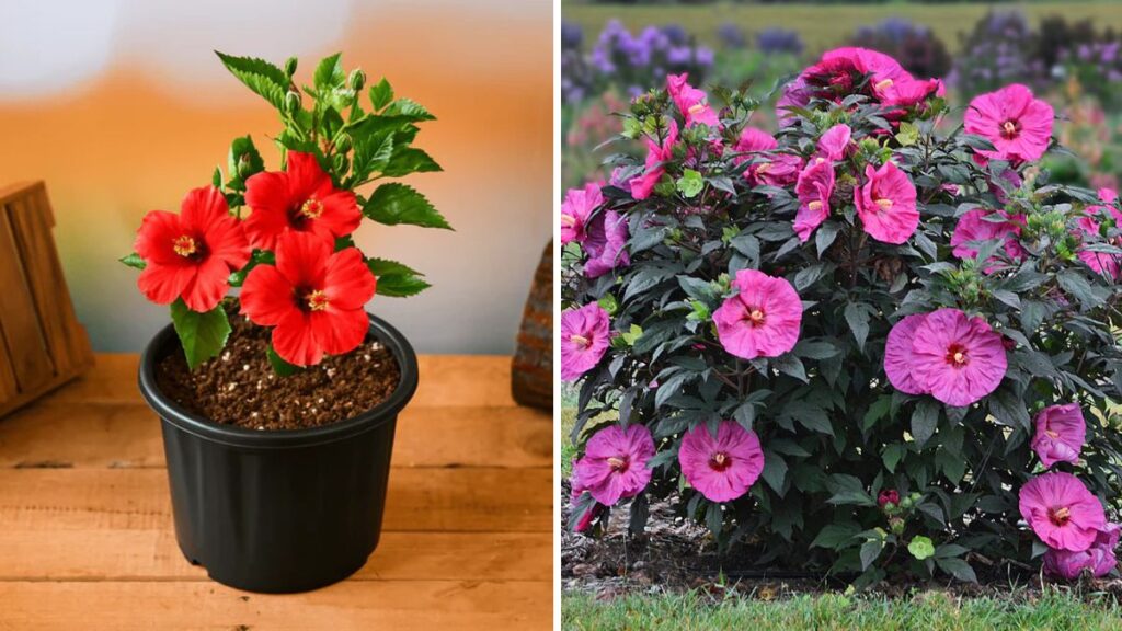 Easiest Method to Propagate Hibiscus Flower Plants – Grow Beautiful Blooms Fast