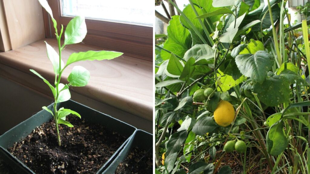 Easiest Method to Grow Lemons at Home – Step-by-Step Guide for Juicy Fruits
