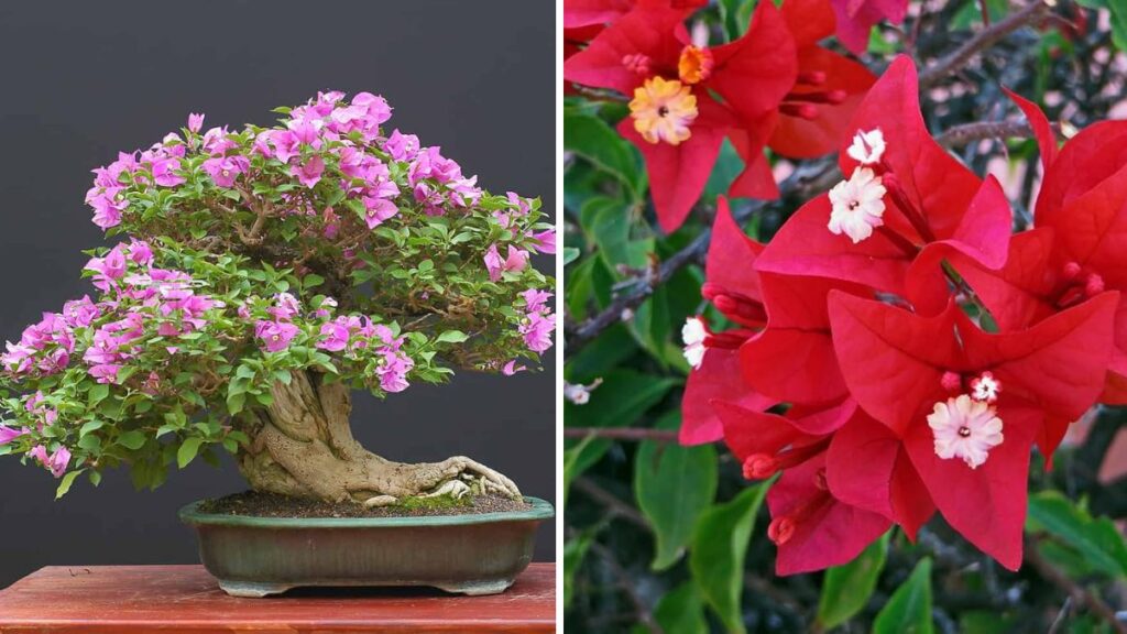 Bougainvillea Made Easy: Fast Propagation from Cuttings for Stunning Garden Plants