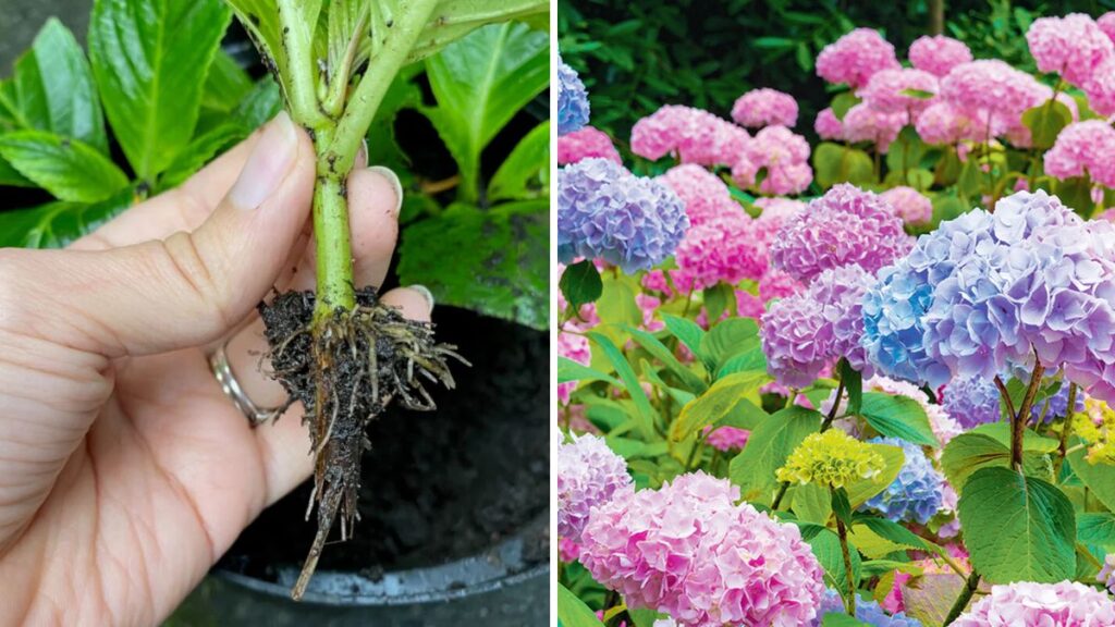 How to Propagate Hydrangeas from Winter and Summer Branches: A Complete Guide