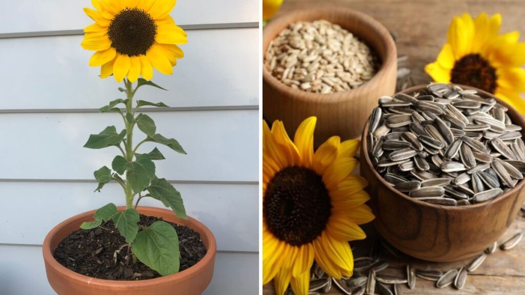 WOW – From Garden to Grill: How We Grew Sunflowers at Home and Turned Them into Delicious Treats