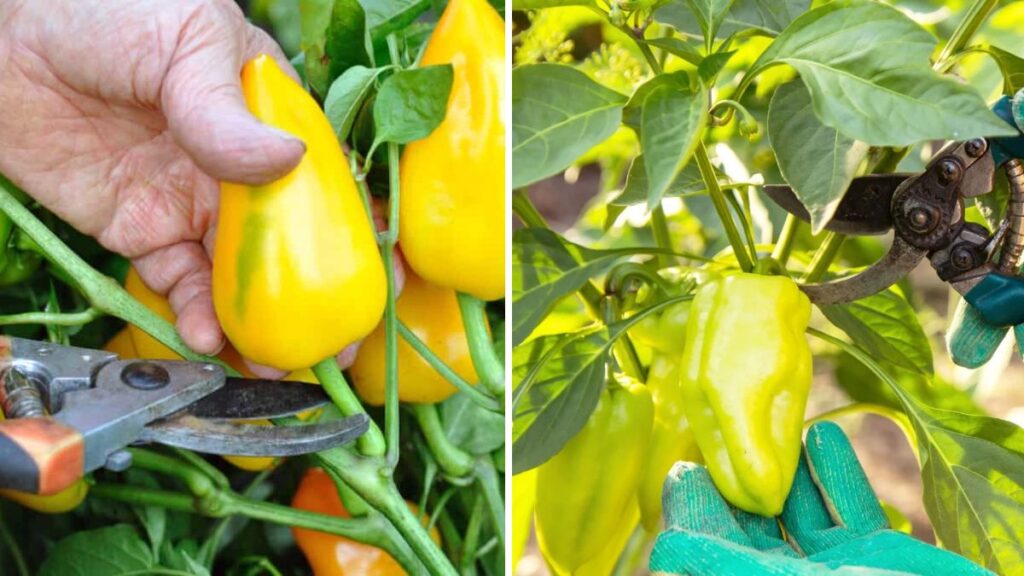 Grow Your Own Peppers at Home: Essential Pruning Tips for Bigger, Healthier Harvests