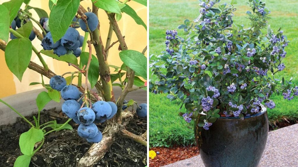 Grow Your Own Blueberries in Containers: Proven Tricks for Bigger, Juicier Harvests