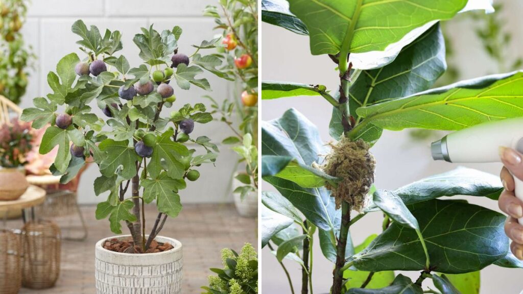 How to Grow Fig Trees in Pots: Easy Methods Using Cuttings or Air Layering