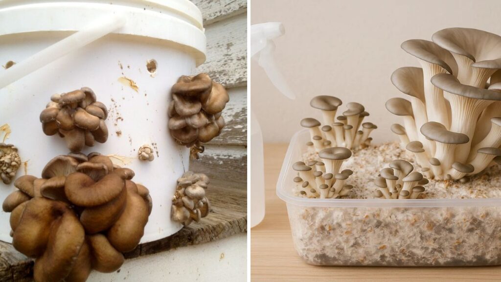 Grow Mushrooms at Home: Step-by-Step Guide to Building an Easy Fruiting Chamber