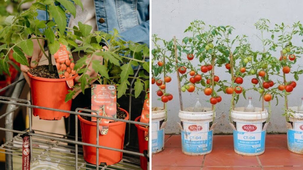 How to Plant and Transplant Tomatoes: Proven Techniques to Maximize Your Harvest