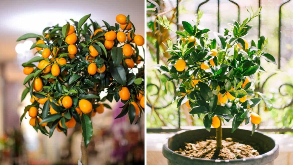 Tricks to Grow a Thriving Lemon Tree in a Pot and Boost Fruit Production