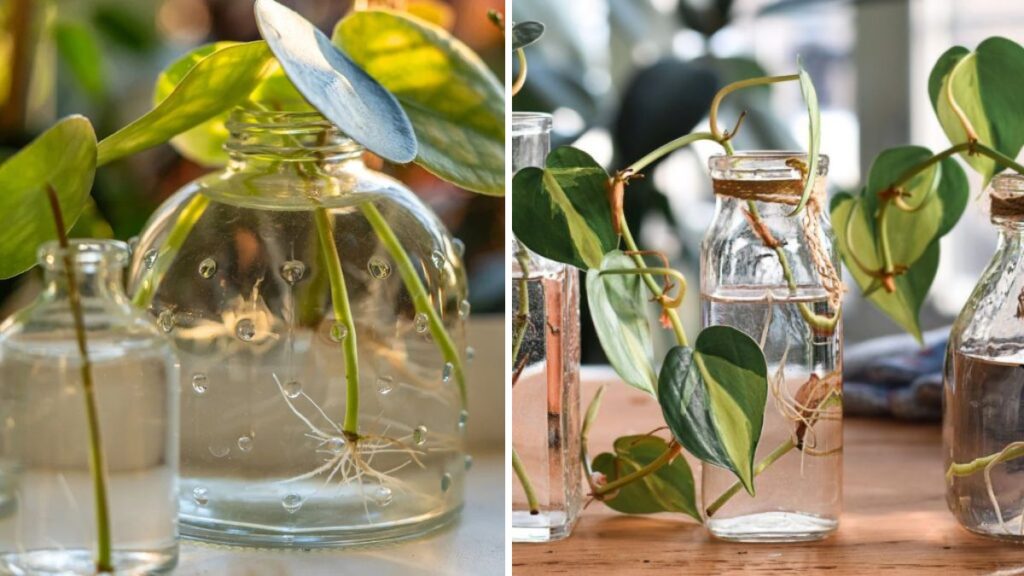 Easy Technique to Root Plants in Water: Grow Your Garden Effortlessly