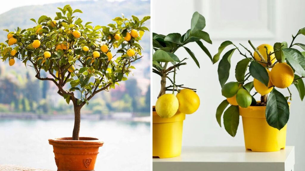 How to Grow a Lemon Tree in a Pot: Step-by-Step Guide for Abundant Fruits