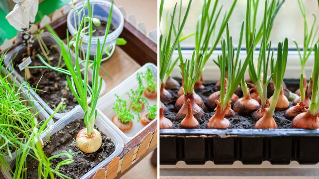 Growing Seedless Onions in Small Spaces: A Complete Guide for Maximum Yield