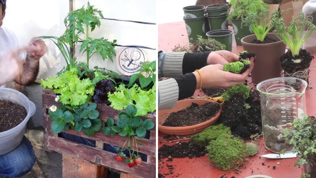 BIO – Garden in a Box Preview: Trap, Fertilization and Tutoring
