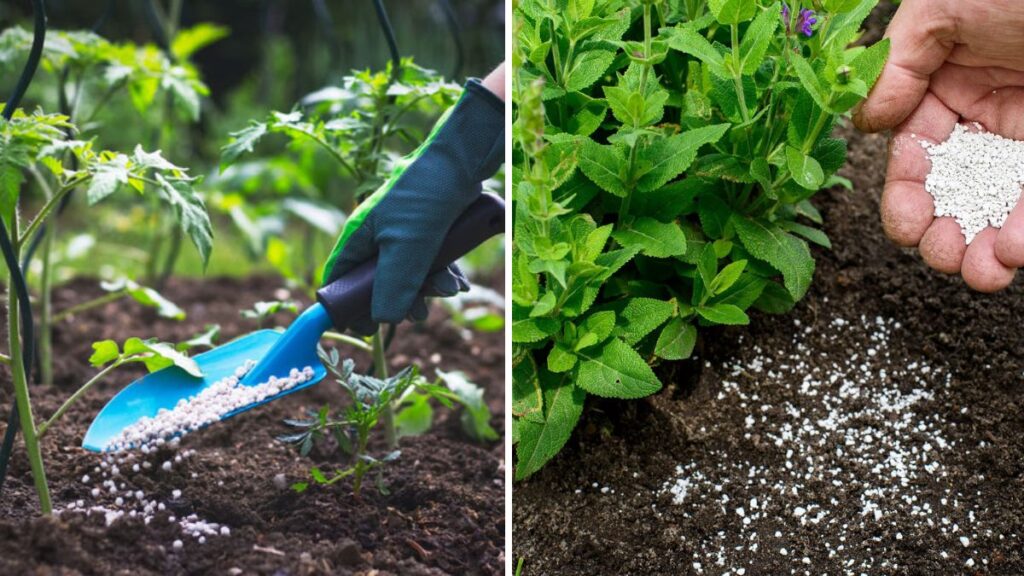 Fertilizer in 1 Day – Grass and Plant Nutrition: A Complete Guide to Rapid Soil and Plant Boosting