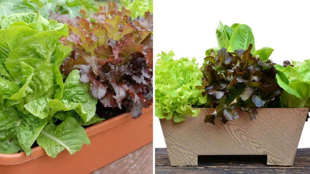Lettuce Made Easy: Essential Tips to Grow Crisp, Fresh Lettuce at Home