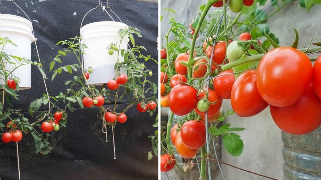 Sky-Farming Secrets: A NEW Way to Grow Hanging Tomatoes at Home