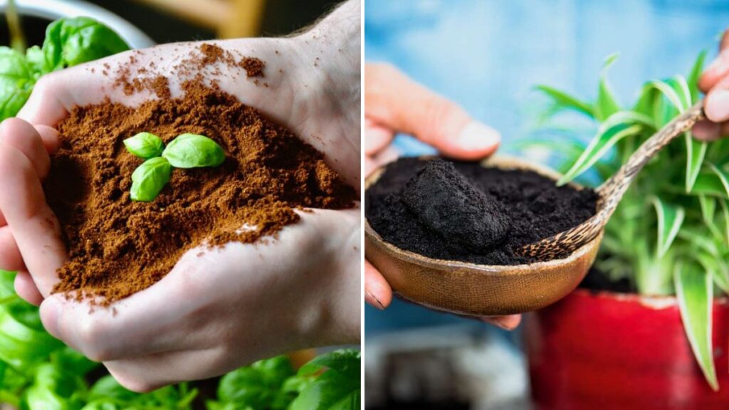 How to Reuse Tea Leaves and Coffee Grounds for Plants