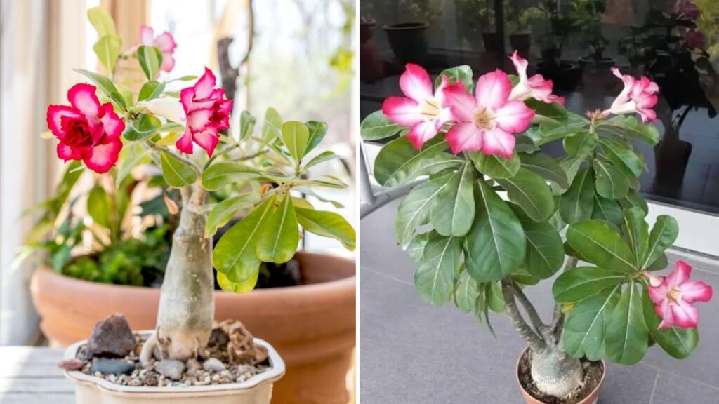 55+ Stunning Adenium Varieties: A Complete Tour of My Beautiful Desert Rose Collection
