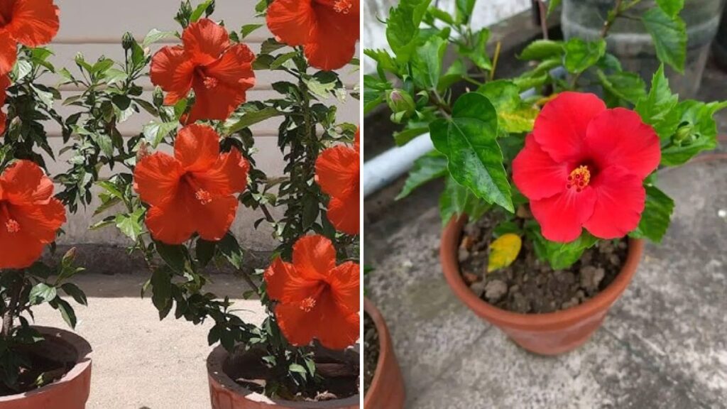 Grow Gorgeous Hibiscus From Seeds: Complete Step-by-Step Guide (With Full Updates & Tips!)