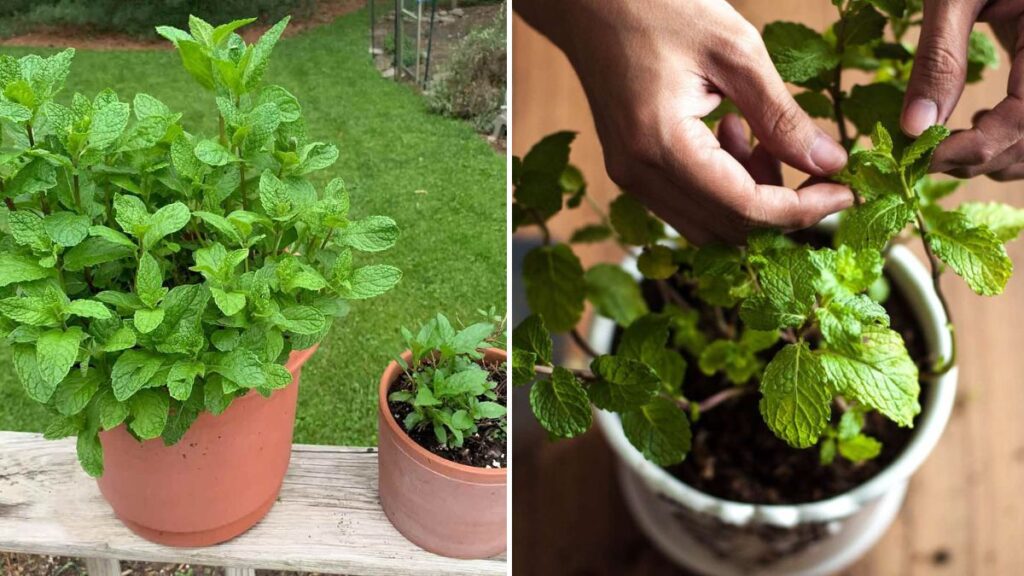 Grow Mint from Seeds Like a Pro: Complete Step-by-Step Guide (With Full Updates!)