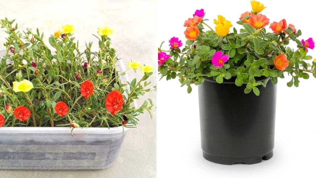 Grow Portulaca/Purslane Easily from Cuttings: Step-by-Step Guide with Full Growth Updates
