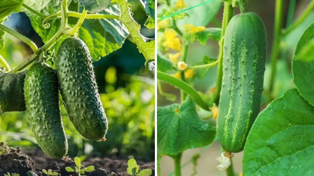 Grow Cucumbers Like a Pro: The Complete Step-by-Step Guide to Big, Fresh, Crispy Cucumbers at Home