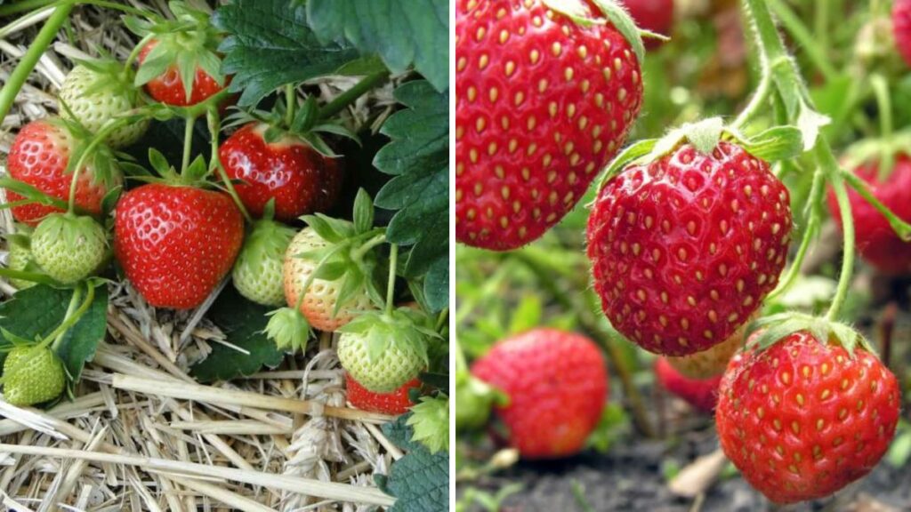 The Secret Boost: One Simple Tip That Transforms Your Strawberry Plants into Super Producers