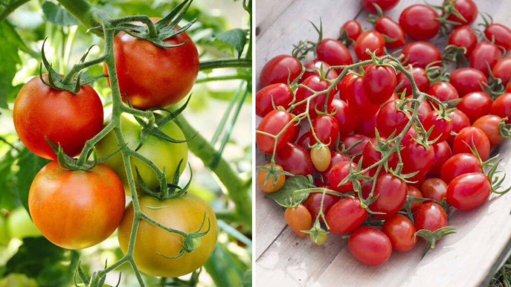 The Fern Tomato Miracle: The Unique Tomato Plant That Grows Like a Fern and Fruits Like a Champion