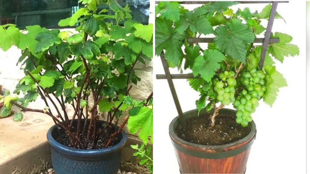Potted Vineyard Magic: How I Successfully Grew Sweet, Juicy Grapes in Containers at Home