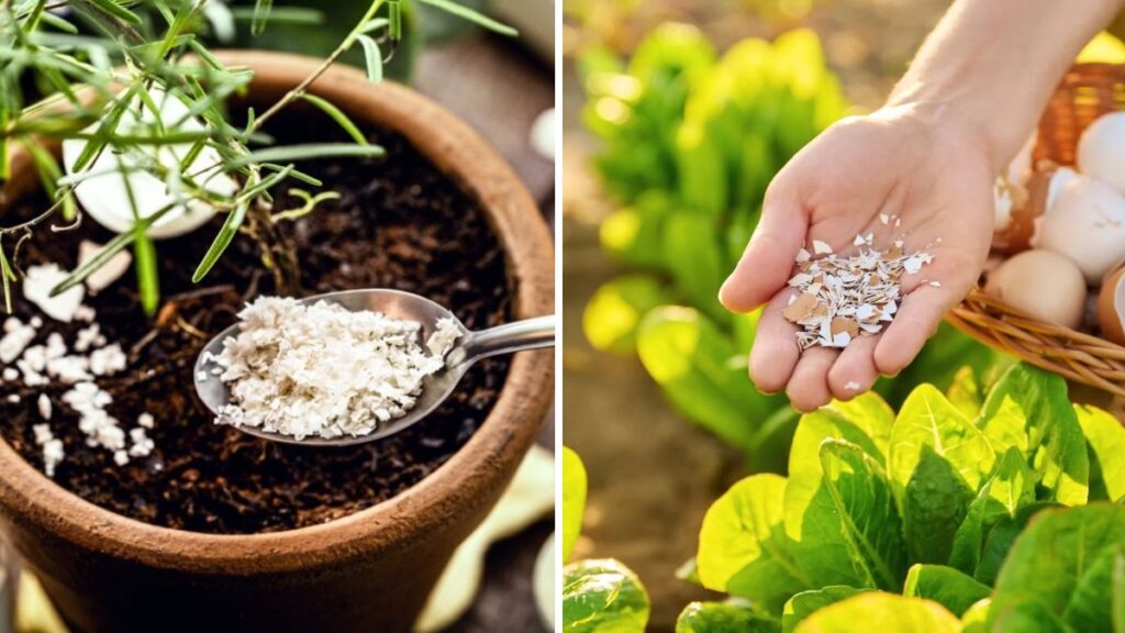 Crushed Gold: Why Eggshells Are One of the Best Natural Boosters for Your Plants