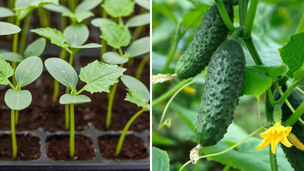 Cucumber Success: Essential Tips to Grow Crisp, Healthy, High-Yield Cucumbers at Home