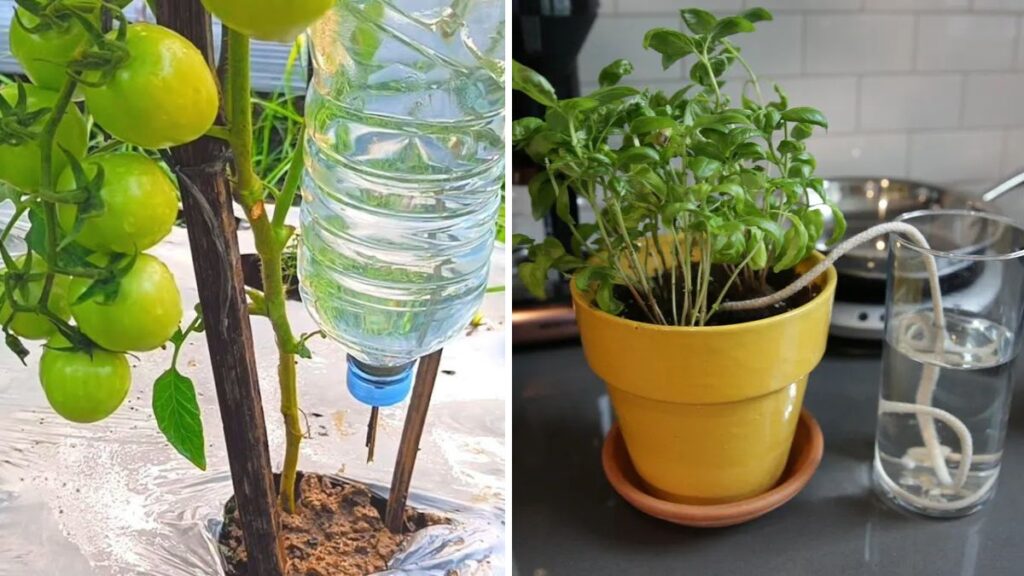 DIY Improvised Dripper: The Simple Irrigation Trick That Saves Water and Grows Healthier Plants
