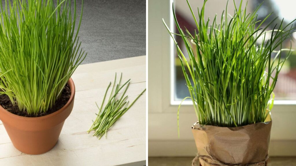 The Right Way to Grow Chives: A Beginner-Friendly Guide to Lush, Flavorful Harvests All Year Long