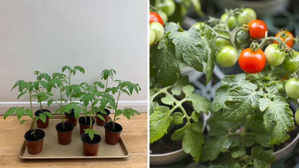 Top Tomato Tricks: Proven Tips to Grow Healthier, Bigger, and Juicier Tomato Plants at Home