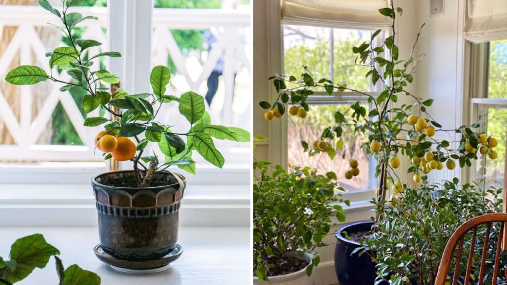The Ultimate Guide to Propagating Lemon Trees: How to Make Lemon Tree Cuttings That Grow Fast and Healthy