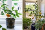 The Ultimate Guide to Propagating Lemon Trees: How to Make Lemon Tree Cuttings That Grow Fast and Healthy
