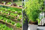 Growing Green Magic: How to Create a Stunning Garden Using Bamboo Containers