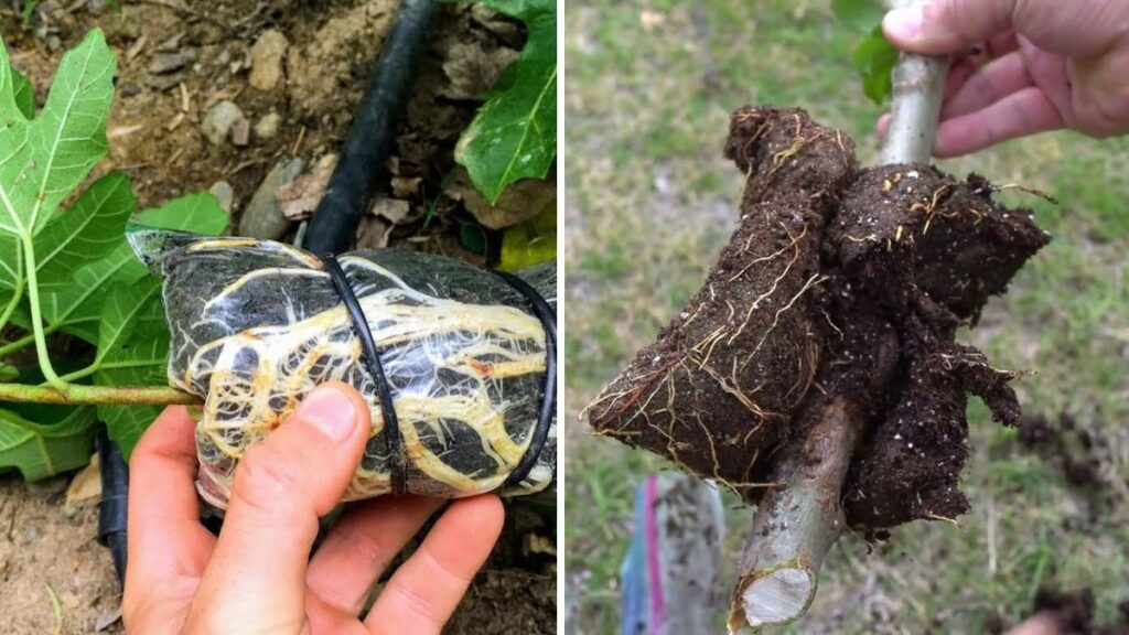 Multiply Your Fruit Trees the Smart Way: A Complete Guide to Air Layering for Fast, Healthy Growth