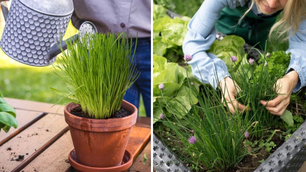 Effortless Herb Gardening: How to Grow Lush, Flavorful Chives in a Self-Watering Pot
