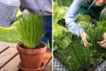 Effortless Herb Gardening: How to Grow Lush, Flavorful Chives in a Self-Watering Pot