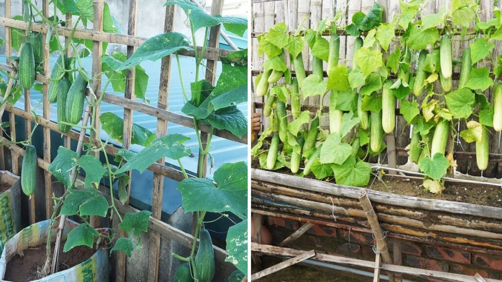 Build the Perfect Cucumber Climbing Structure: A Complete Guide to Growing Bigger, Healthier, and Cleaner Cucumbers at Home