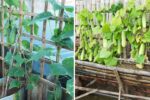 Build the Perfect Cucumber Climbing Structure: A Complete Guide to Growing Bigger, Healthier, and Cleaner Cucumbers at Home